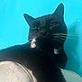 Rustin is registered to the contest to win money with this photo: animal, black_cat, blue_background, calm, cat, close_up, cute, domestic_animal, feline, fur, house_pet, indoor, mammal, paw, pet, portrait, relaxed, resting, whiskers, white_fur