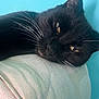 Rustin is registered to the contest to win money with this photo: animal, black_cat, blue_background, cat, close_up, cozy, cushion, face, feline, fur, indoor, pet, portrait, relaxed, resting, sleepy, texture, whiskers, yellow_eyes