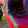 animal, black_cat, blurred, cat, colorful, cozy, curious, dim_light, eyes, fabric_tunnel, feline, home, indoor, mystery, pet, pet_toy, play, soft, texture, whiskers