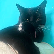 Rustin is registered to the contest to win money with this photo: animal, black_cat, cat, close_up, cute, domestic_cat, feline, fur, indoor, licking, mammal, paw, pet, portrait, relaxed, resting, turquoise_background, whiskers, whiskers_visible, white_patch