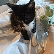 Chipo a rejoint le concours — aidez-le/la à gagner de superbes lots ! kitten, black_and_white, cat, pet, bed, white_sheets, stuffed_toy, green_bunny, foot, indoor, curious, young_animal, fur, whiskers, close_up, animal, cozy, soft_toy, domestic, sleeping_area
