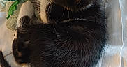Chipo participe au concours pour gagner de l'argent avec cette photo : kitten, cat, black_and_white, plush_toy, playing, white_fabric, cozy, fur, whiskers, pet, animal, cute, sleeping, curled_up, soft, indoor, young_cat, feline, resting, adorable