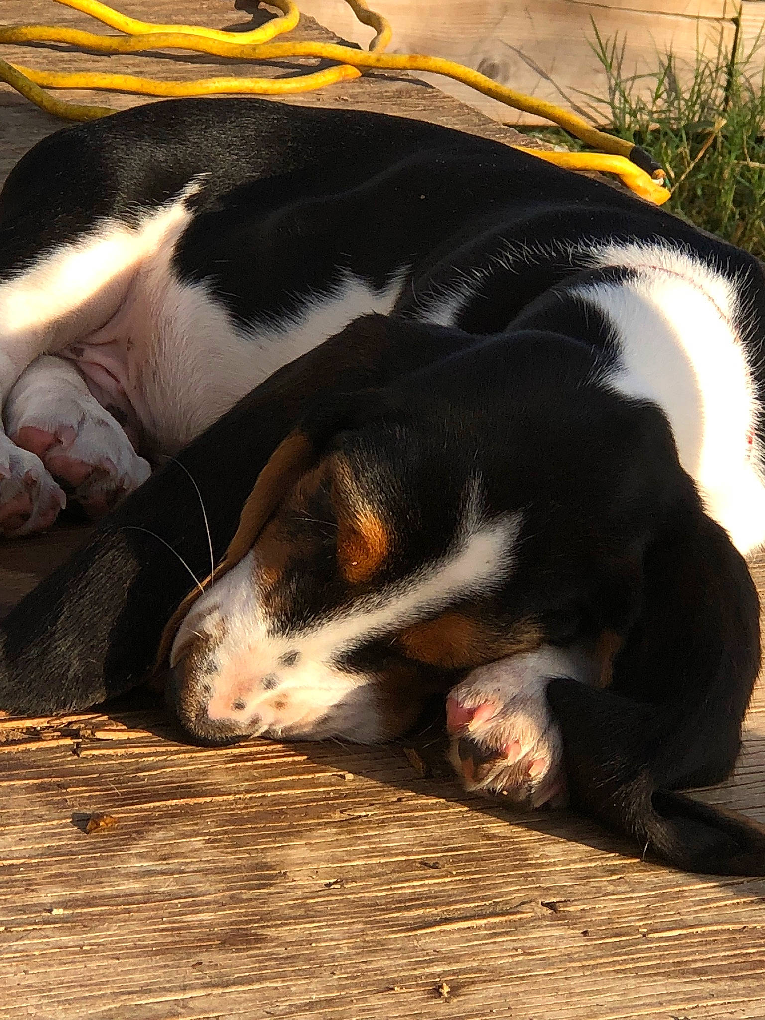 Apache is registered to the contest to win money with this photo: canidae, carnivore, comfort, companion_dog, dog, dog_breed, fawn, fur, grass, hound, nap, paw, plant, scent_hound, snout, tail, terrestrial_animal, whiskers, wood, working_dog