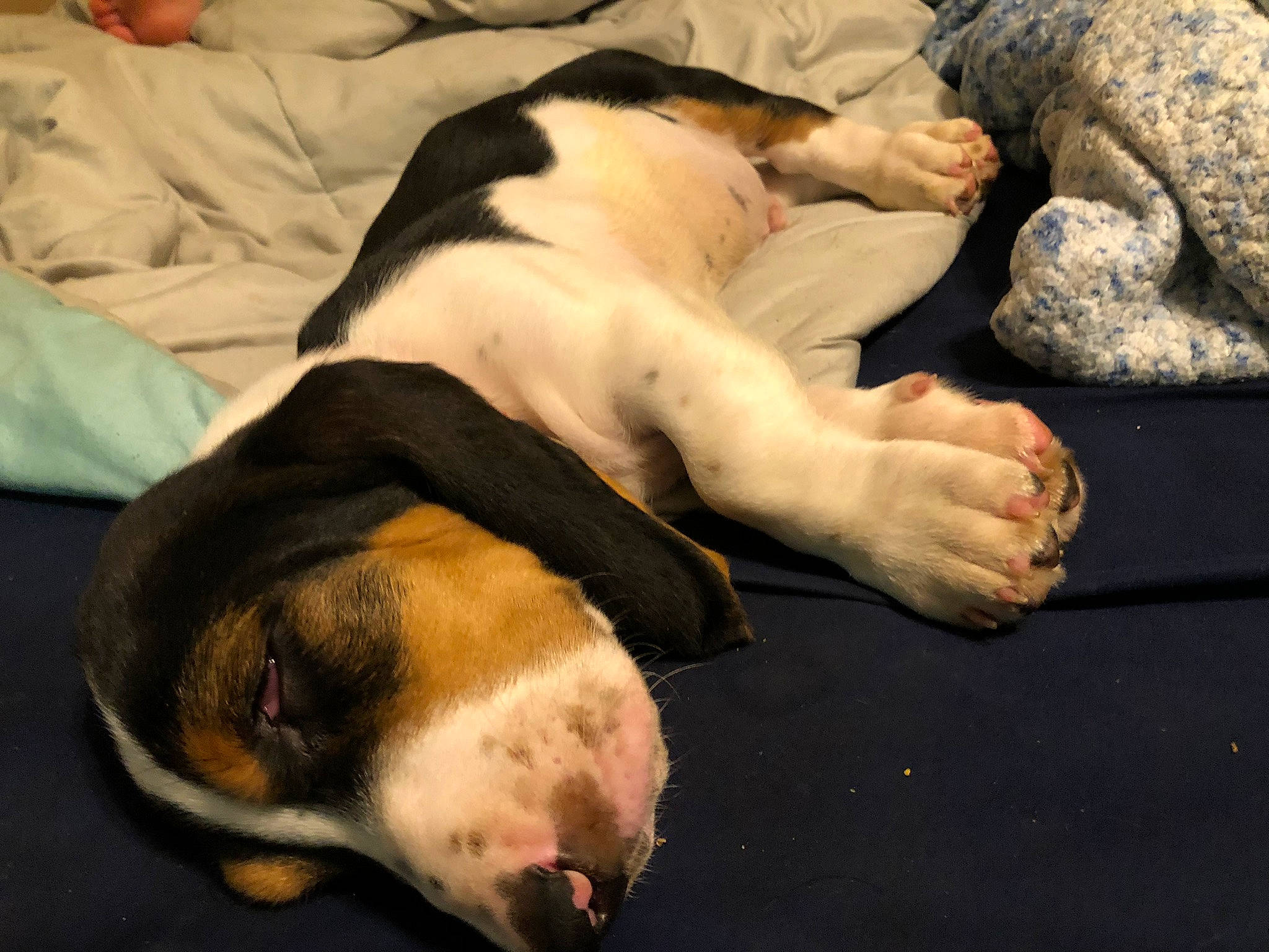 Apache joined the competition — help win amazing prizes! canidae, carnivore, comfort, companion_dog, dog, dog_breed, fawn, fur, guard_dog, hound, nap, non_sporting_group, paw, scent_hound, snout, sporting_group, tail, terrestrial_animal, whiskers, working_dog