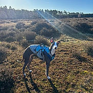 Blu joined the competition — help win amazing prizes! dog, whippet, canine, harness, dog_coat, outdoor, open_field, sunlight, sun_flare, shrubs, grass, shadow, nature, portrait, alert, walking, pet, blue, ears, standing