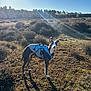 dog, whippet, canine, harness, dog_coat, outdoor, open_field, sunlight, sun_flare, shrubs, grass, shadow, nature, portrait, alert, walking, pet, blue, ears, standing