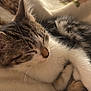 cat, kitten, sleeping, fur, whiskers, nose, paw, blanket, cozy, indoor, pet, close_up, portrait, bedding, soft, nap, tabby, striped, domestic_cat, relaxing