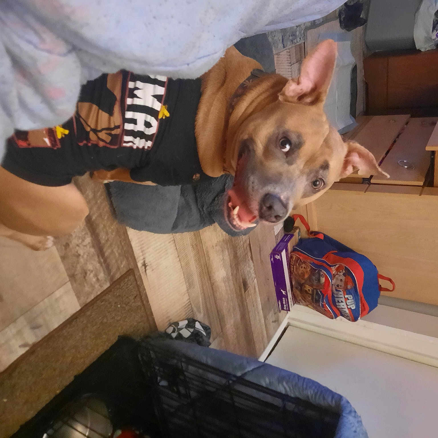 Coco Channel is registered to the contest to win money with this photo: box, canidae, carnivore, collar, companion_dog, dog, dog_breed, dog_clothes, dog_collar, dog_supply, fawn, hat, non_sporting_group, pet_supply, sporting_group, working_animal