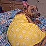 Coco Channel joined the competition — help win amazing prizes! dog, bed, blanket, yellow_dress, peace_signs, patterned_bedspread, furniture, drawer, indoor, pet, canine, looking_back, curious, relaxed, paw, ear, tail, home, resting, portrait