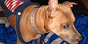 Coco Channel joined the competition — help win amazing prizes! dog, pet, animal, indoor, blanket, blue, tan, collar, clothing, pattern, furniture, bed, fur, ears, canine, domestic_animal, portrait, looking_away, resting_place, home