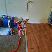 Coco Channel is registered to the contest to win money with this photo: dog, leash, indoor, carpet, wood_floor, door, papers, pet_clothing, curious, standing, brown_dog, collar, household, ready, leash_loop, wall, floor_transition, ear_up, short_hair, domestic