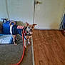 dog, leash, indoor, carpet, wood_floor, door, papers, pet_clothing, curious, standing, brown_dog, collar, household, ready, leash_loop, wall, floor_transition, ear_up, short_hair, domestic