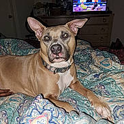 Coco Chanel joined the competition — help win amazing prizes! animal, bed, blanket, canine, collar, colorful, cozy, dog, dresser, ears, furniture, human_hand, indoor, looking_at_camera, lying_down, paisley_pattern, patterned, pet, room, television