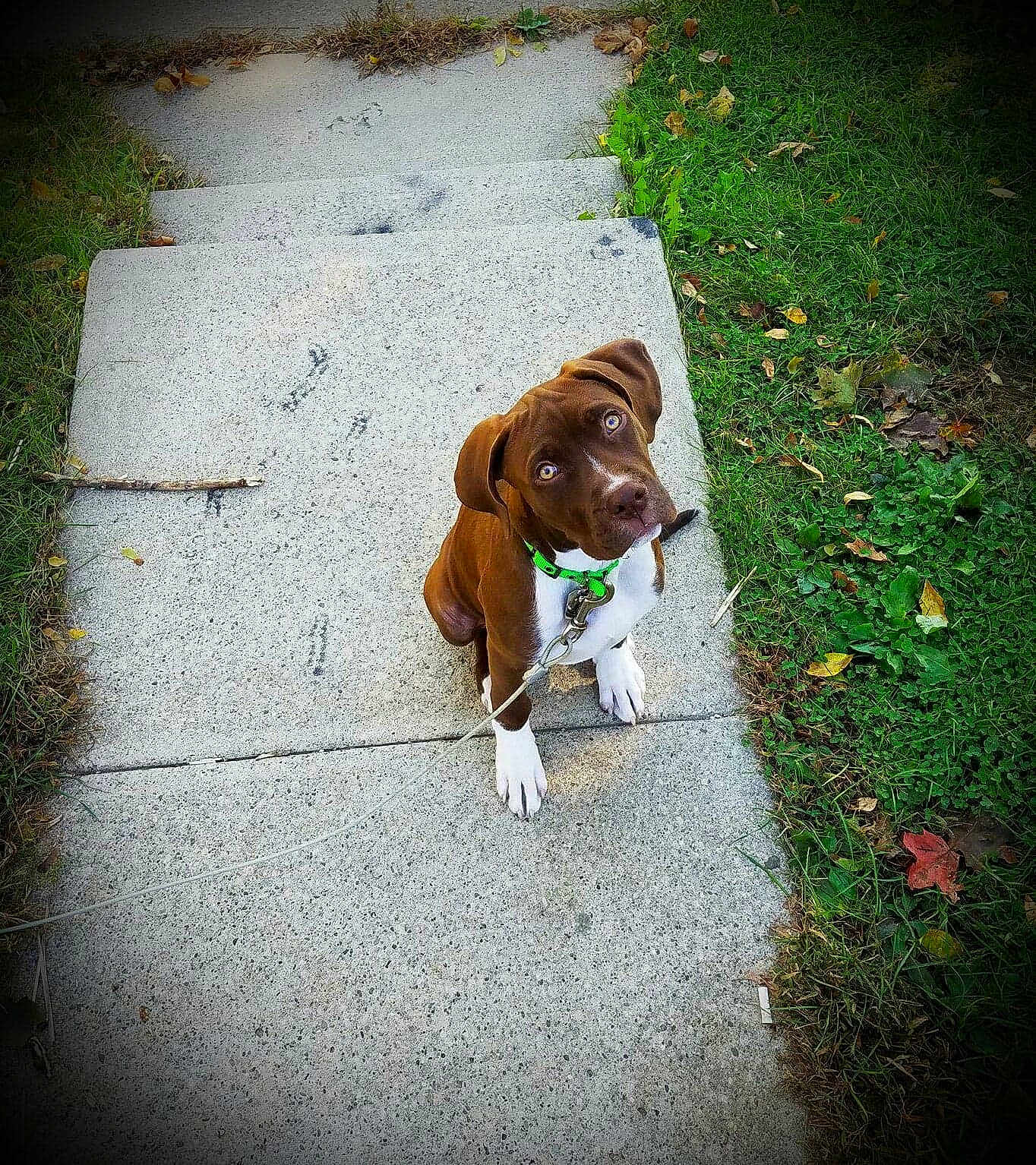 Charlie Brown