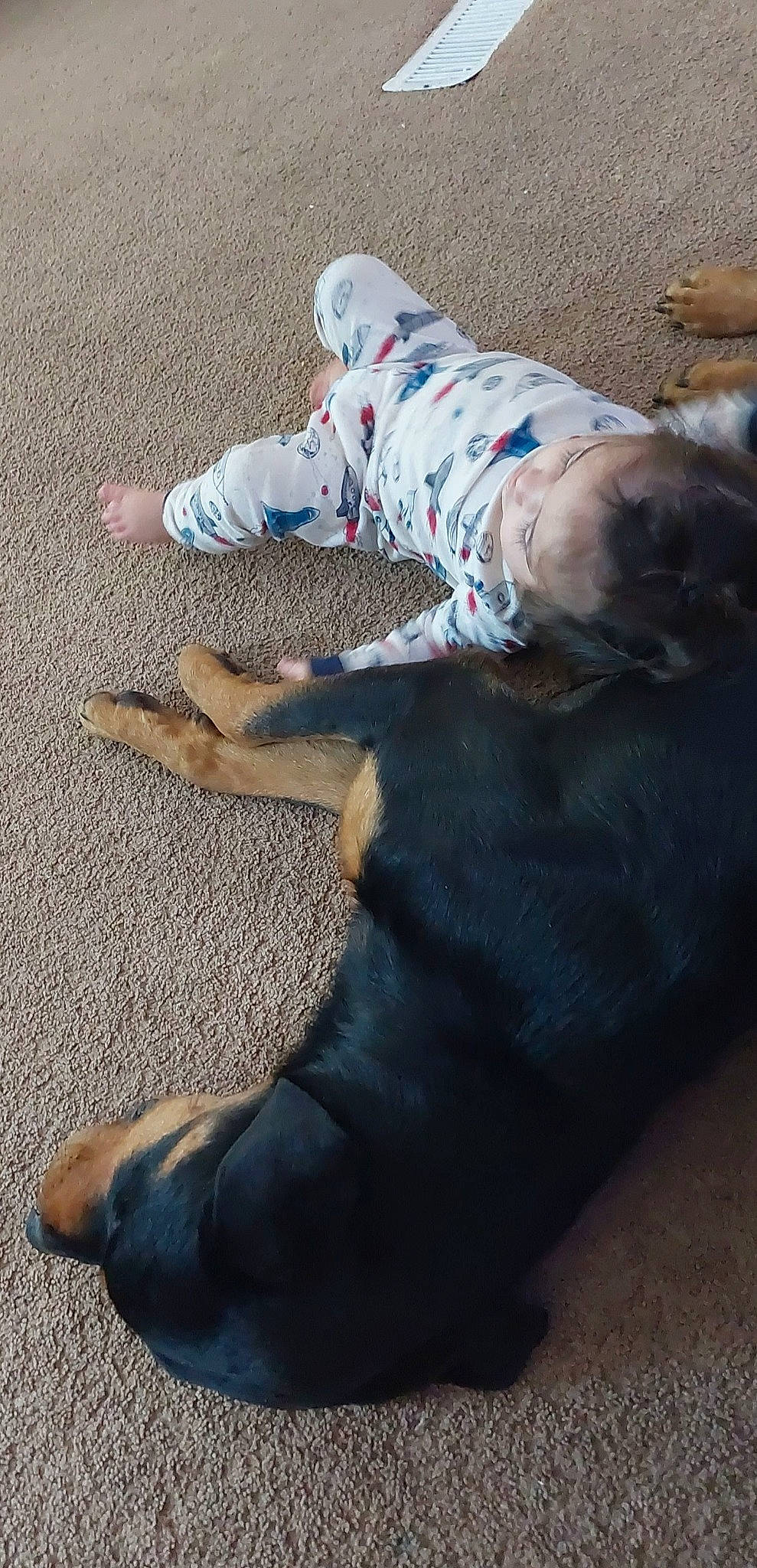 Roshi joined the competition — help win amazing prizes! asphalt, barefoot, comfort, companion_dog, concrete, denim, dog_breed, flooring, foot, fur, grass, grey, human_leg, knee, leg, road_surface, shoe, sitting, thigh, working_animal