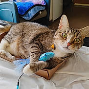 Mya is registered to the contest to win money with this photo: cat, tabby, toy, cardboard_box, indoor, bed, blanket, chair, feline, playful, pet, whiskers, ears, paws, fur, curious, domestic, animal, household, relaxed