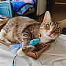 cat, tabby, toy, cardboard_box, indoor, bed, blanket, chair, feline, playful, pet, whiskers, ears, paws, fur, curious, domestic, animal, household, relaxed