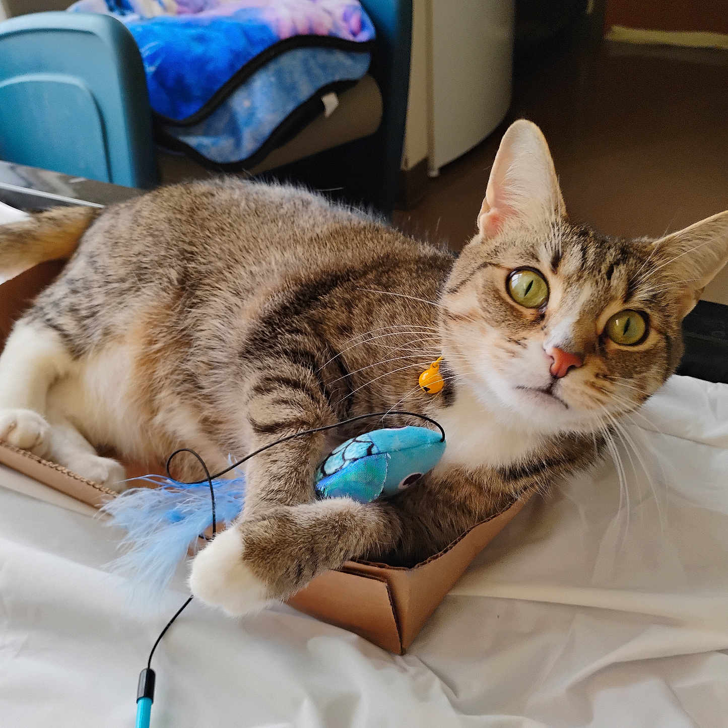 Mya is registered to the contest to win money with this photo: cat, tabby, toy, cardboard_box, indoor, bed, blanket, chair, feline, playful, pet, whiskers, ears, paws, fur, curious, domestic, animal, household, relaxed