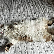 Oslo participe au concours pour gagner de l'argent avec cette photo : cat, cat_face, fluffy, longhair, paw, paw_pad, bed, bedding, patterned_sheet, white, relaxed, lying_on_back, cute, pet, indoor, fur, tail, nose, whiskers, domestic_cat