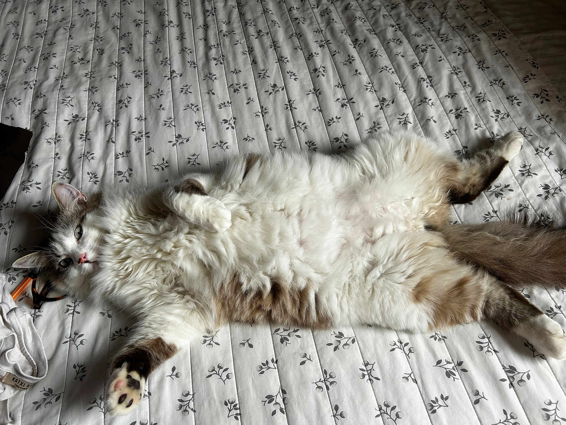 Oslo participe au concours pour gagner de l'argent avec cette photo : cat, cat_face, fluffy, longhair, paw, paw_pad, bed, bedding, patterned_sheet, white, relaxed, lying_on_back, cute, pet, indoor, fur, tail, nose, whiskers, domestic_cat