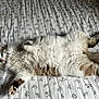 cat, cat_face, fluffy, longhair, paw, paw_pad, bed, bedding, patterned_sheet, white, relaxed, lying_on_back, cute, pet, indoor, fur, tail, nose, whiskers, domestic_cat