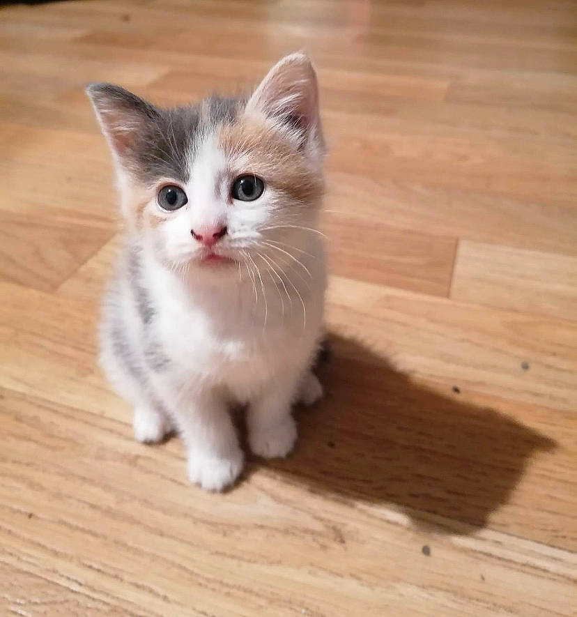 Titi Chat participe au concours pour gagner de l'argent avec cette photo : carnivore, cat, claw, domestic_short_haired_cat, fawn, felidae, flooring, fur, hardwood, laminate_flooring, paw, plank, small_to_medium_sized_cats, snout, tail, varnish, whiskers, wood, wood_flooring, wood_stain