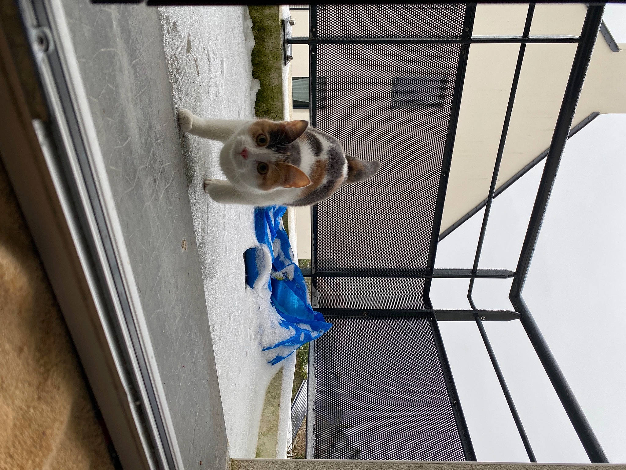 Titi Chat a rejoint le concours — aidez-le/la à gagner de superbes lots ! animal_shelter, cage, carnivore, composite_material, dog, dog_breed, door, electric_blue, facade, fawn, glass, line, mesh, metal, pattern, pet_supply, snout, stairs, window, wood