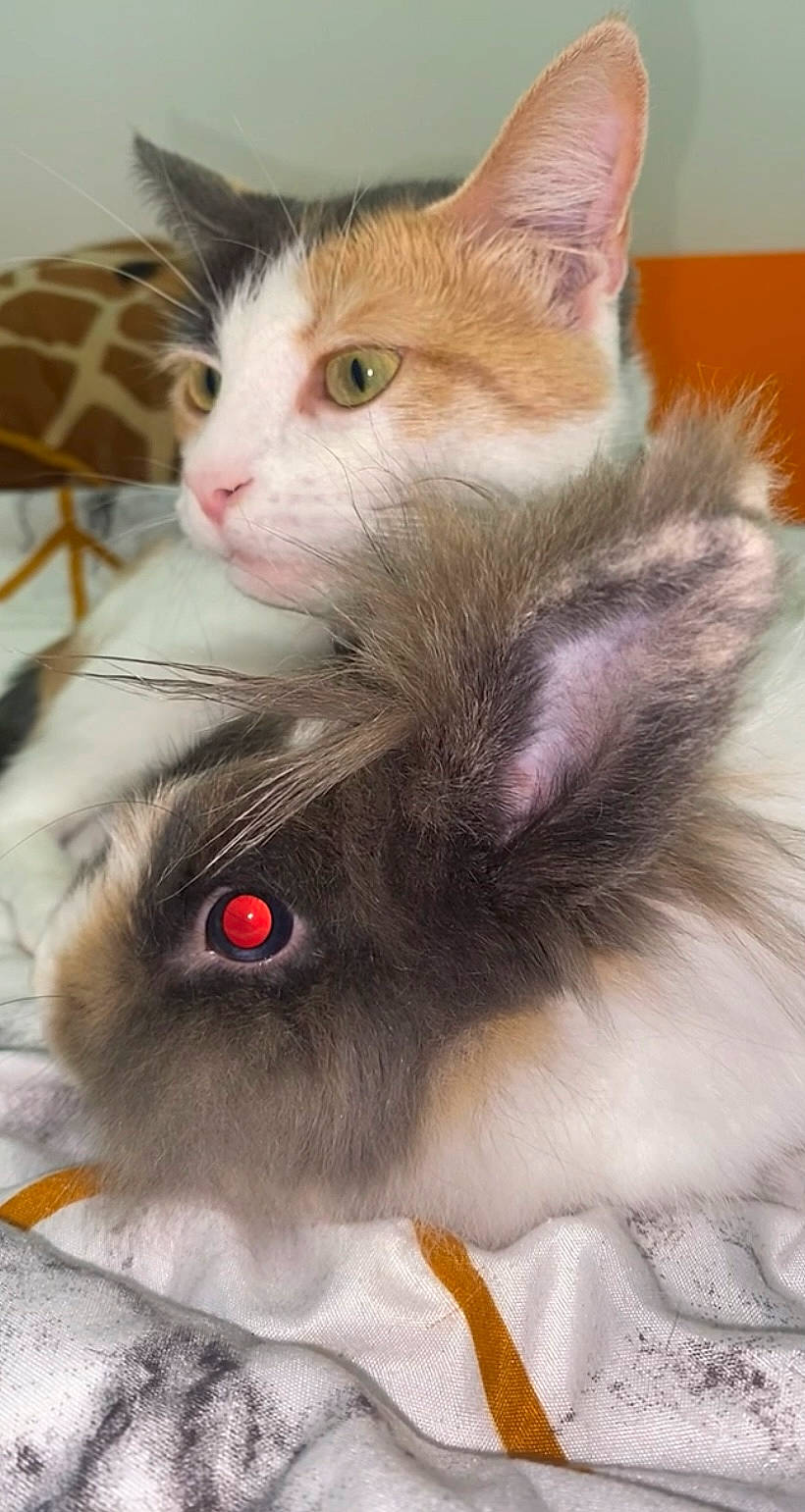 Titi Chat a rejoint le concours — aidez-le/la à gagner de superbes lots ! box, carnivore, cat, claw, domestic_short_haired_cat, ear, eyelash, fawn, felidae, fur, iris, nose, paw, pet_supply, photo_caption, rabbit, small_to_medium_sized_cats, snout, tail, whiskers