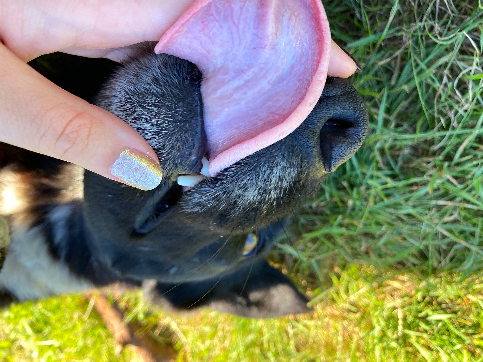 Laska participe au concours pour gagner de l'argent avec cette photo : canidae, carnivore, companion_dog, dog, dog_breed, electric_blue, fawn, fur, grass, liver, nail, natural_material, plant, snout, sporting_group, tail, terrestrial_animal, wildlife, working_animal, wrinkle