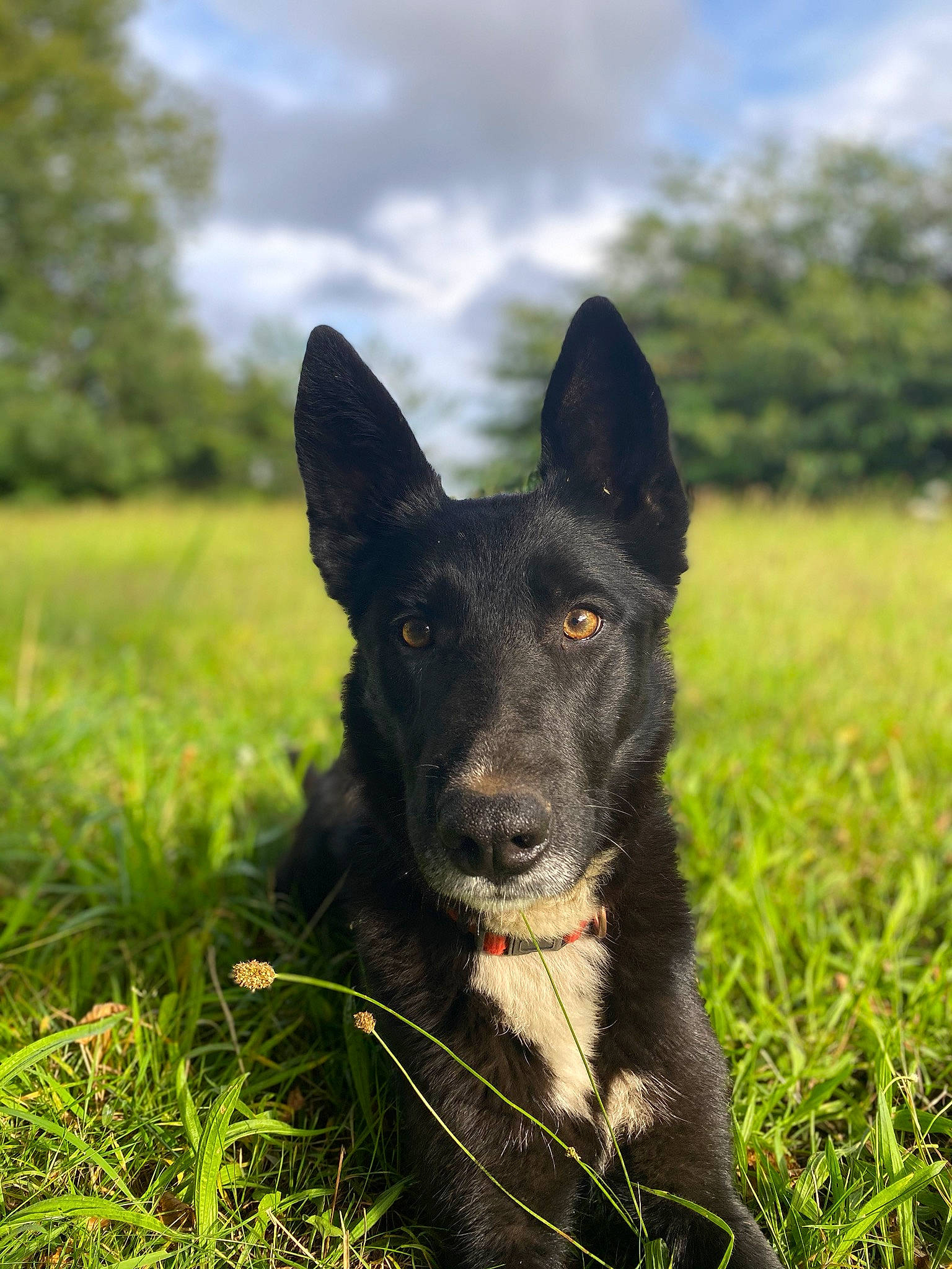 Laska participe au concours pour gagner de l'argent avec cette photo : borador, carnivore, cloud, collar, companion_dog, dog, dog_breed, dog_collar, grass, grassland, herding_dog, plant, sky, sporting_group, tail, terrestrial_animal, tree, whiskers, working_animal, working_dog