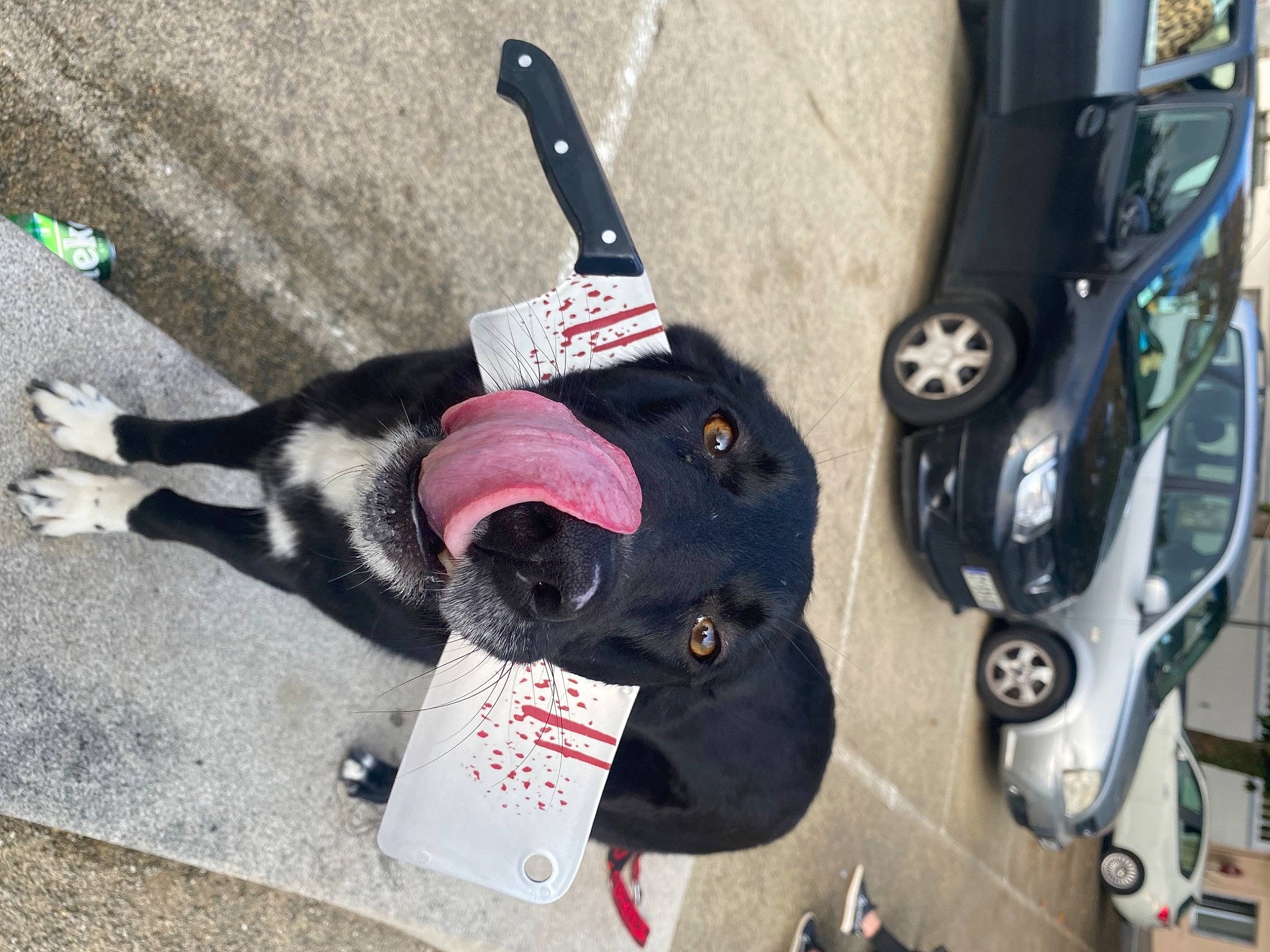 Laska participe au concours pour gagner de l'argent avec cette photo : asphalt, auto_part, automotive_exterior, automotive_lighting, automotive_tire, bag, car, carmine, fashion_accessory, hat, luggage_and_bags, motor_vehicle, road_surface, sidewalk, stuffed_toy, tire, vehicle, vehicle_door, vertebrate, wheel