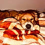 Jackie joined the competition — help win amazing prizes! dog, sleeping, blanket, cozy, indoor, pet, fur, resting, comfort, warm, snuggled, cute, closeup, brown, animal, relaxing, soft, portrait, domestic, calm