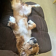 Jackie joined the competition — help win amazing prizes! dog, brown_couch, carpet, upside_down, relaxed, pet, fur, paw, indoor, sleeping, canine, small_dog, cute, resting, cozy, domestic, animal, mammal, fluffy, companion