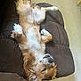 dog, brown_couch, carpet, upside_down, relaxed, pet, fur, paw, indoor, sleeping, canine, small_dog, cute, resting, cozy, domestic, animal, mammal, fluffy, companion