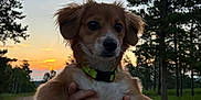 Jackie is registered to the contest to win money with this photo: dog, puppy, sunset, trees, outdoor, nature, dirt_road, green_collar, hands, animal, forest, evening, sky, pet, cute, brown_fur, white_paws, holding, landscape, expression