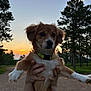 dog, puppy, sunset, trees, outdoor, nature, dirt_road, green_collar, hands, animal, forest, evening, sky, pet, cute, brown_fur, white_paws, holding, landscape, expression
