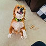 Jackie is registered to the contest to win money with this photo: dog, small_dog, jumping, happy, excited, green_collar, carpet, toy, indoor, couch, pillow, pet, playful, fur, mouth_open, ears, animal, cute, looking_up, front_legs_up
