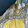 Nugget is registered to the contest to win money with this photo: cat, sleeping, bed, blanket, orange, white, fur, purple_collar, pattern, comfort, rest, indoor, cozy, relaxed, animal, pet, feline, soft, cute, lying_down
