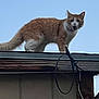 Nugget joined the competition — help win amazing prizes! cat, animal, outdoor, sky, roof, building, fur, curious, standing, ginger, white, pet, daylight, wire, cable, edge, alert, nature, domestic_animal, feline