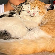 Nugget is registered to the contest to win money with this photo: cat, cats, snuggling, sleepy, cozy, fur, orange_cat, white_cat, tabby_cat, pet, animal, cute, closeup, indoor, person, shoulder, home, companion, affection, relaxation