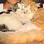cat, cats, snuggling, sleepy, cozy, fur, orange_cat, white_cat, tabby_cat, pet, animal, cute, closeup, indoor, person, shoulder, home, companion, affection, relaxation
