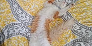 Nugget is registered to the contest to win money with this photo: cat, orange_and_white, fluffy, sleeping, stretched_out, blanket, yellow, gray, patterned, bedroom, cozy, relaxed, feline, indoor, pet, fur, tail, paws, resting, comfort