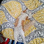 cat, orange_and_white, fluffy, sleeping, stretched_out, blanket, yellow, gray, patterned, bedroom, cozy, relaxed, feline, indoor, pet, fur, tail, paws, resting, comfort