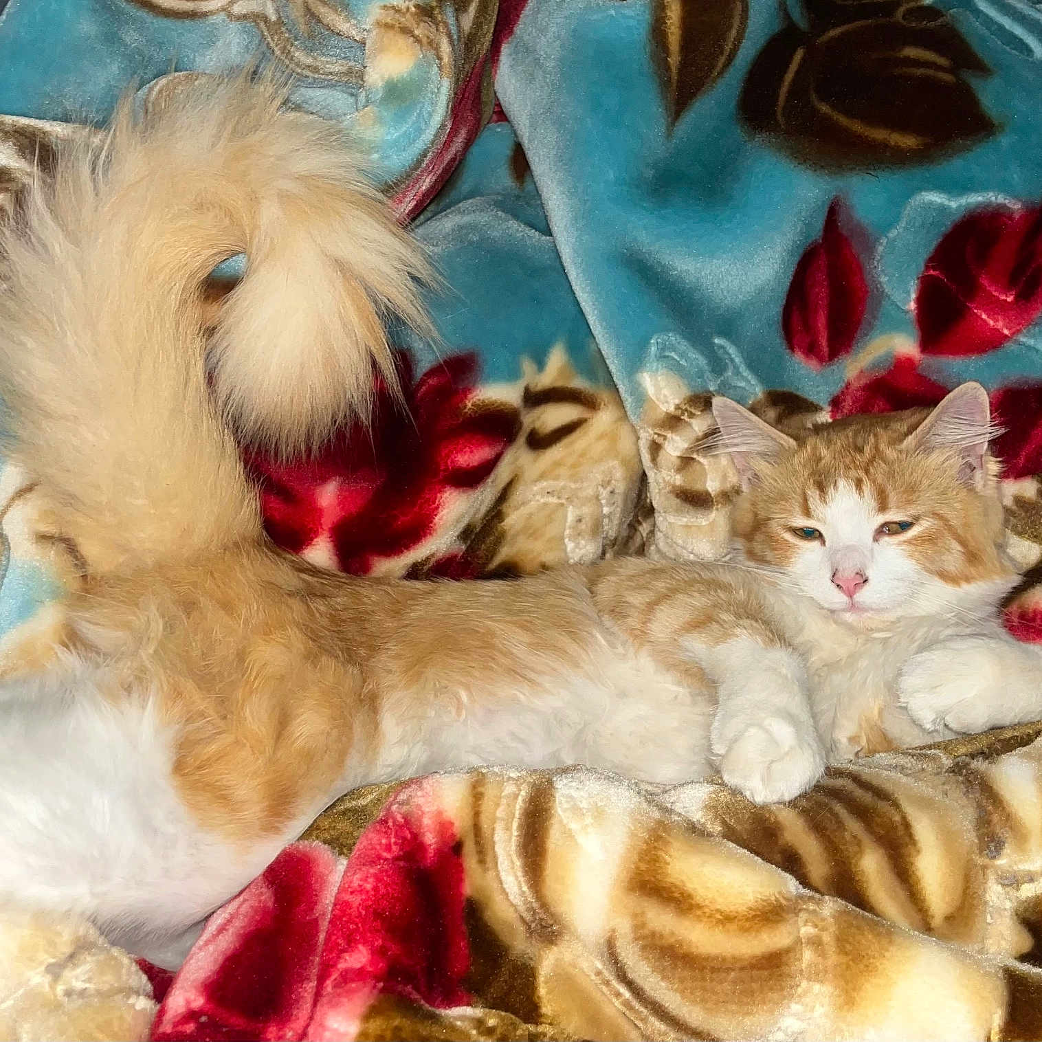 Nugget is registered to the contest to win money with this photo: animal, blanket, cat, comfort, cozy, cute, feline, floral_pattern, fluffy_tail, fur, home, indoor, lying_down, orange_cat, pet, relaxed, resting, sleepy, soft_texture, white_cat
