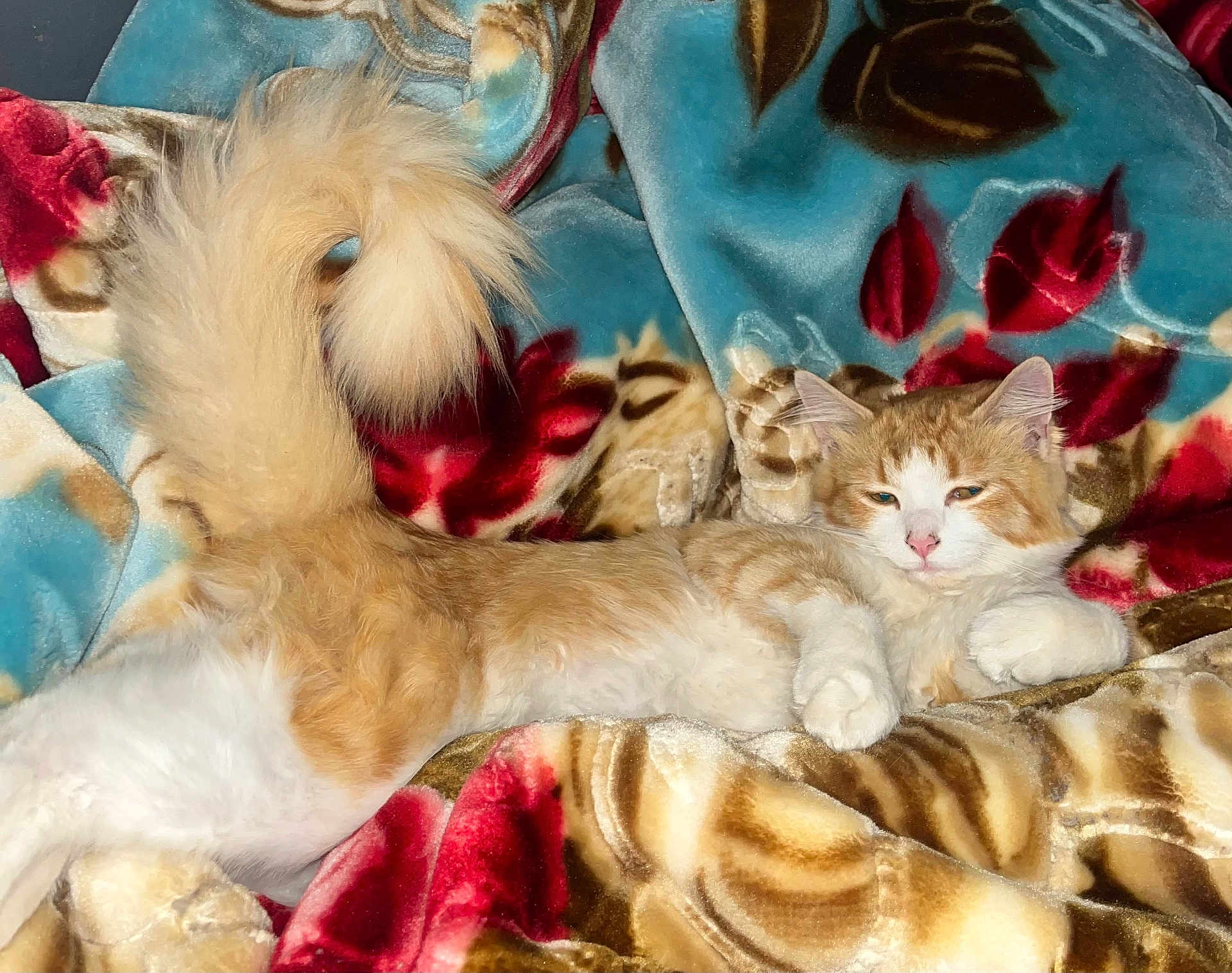 Nugget is registered to the contest to win money with this photo: cat, orange_cat, white_cat, fluffy_tail, relaxed, lying_down, blanket, floral_pattern, indoor, pet, feline, cozy, cute, sleepy, fur, animal, resting, comfort, soft_texture, home