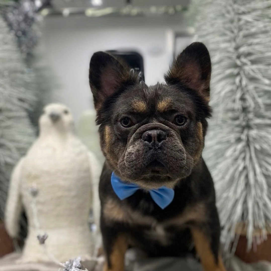 Papi is registered to the contest to win money with this photo: animal, bicycle, bird, bulldog, canine, cream, dessert, dog, food, frenchbulldog, icing, machine, nature, outdoors, pet, pug, puppy, transportation, vehicle, wheel