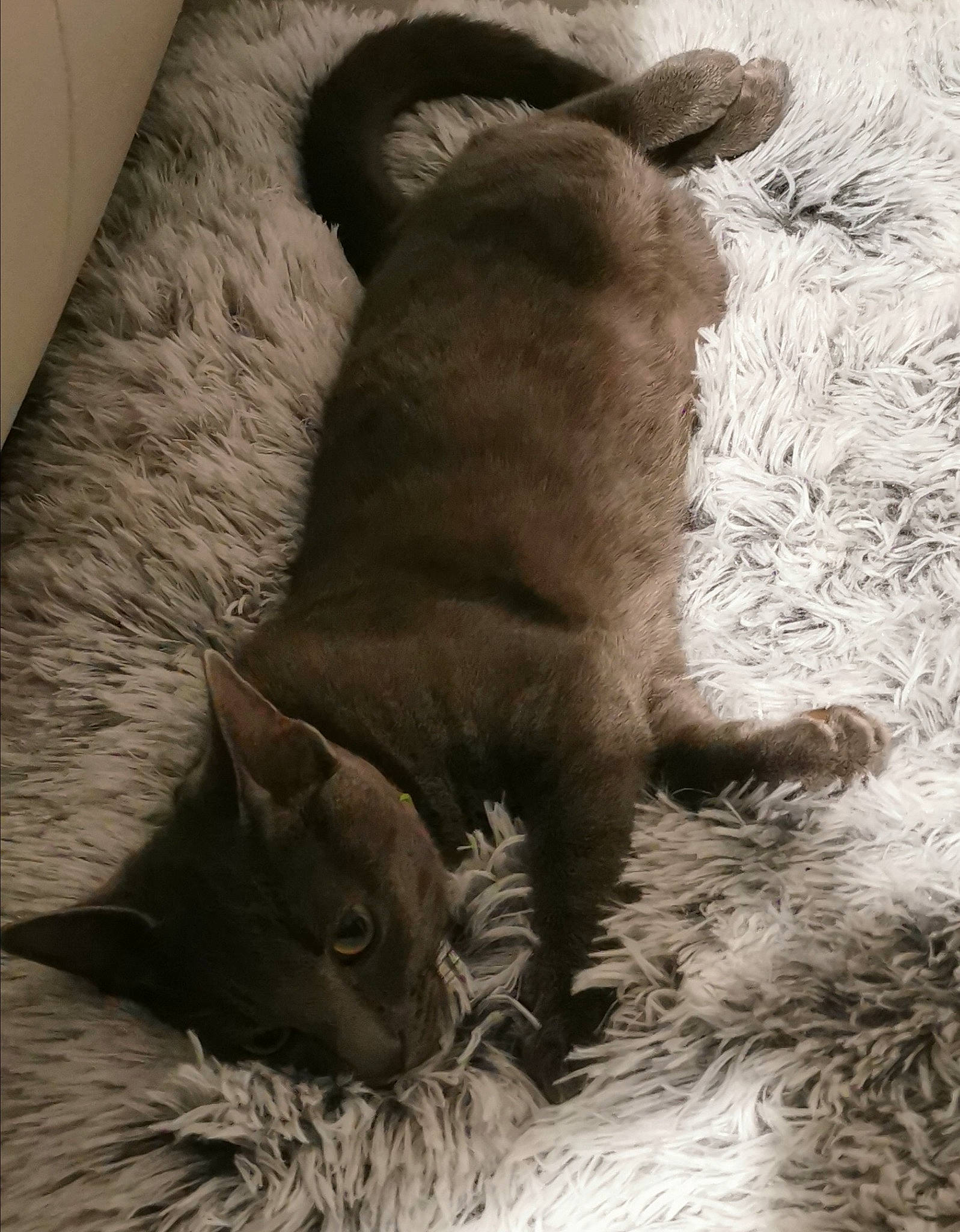 Rio a rejoint le concours — aidez-le/la à gagner de superbes lots ! asian, british_shorthair, burmese, carnivore, cat, chartreux, domestic_short_haired_cat, felidae, fur, german_rex, kitten, korat, nap, nebelung, russian_blue, sleep, small_to_medium_sized_cats, snout, tail, whiskers