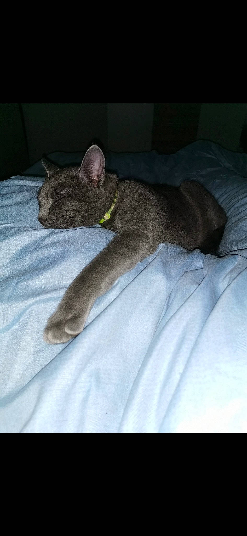 Rio participe au concours pour gagner de l'argent avec cette photo : carnivore, cat, ear, fawn, felidae, korat, mammal, nap, russian_blue, singapura, small_to_medium_sized_cats, snout, tail, whiskers