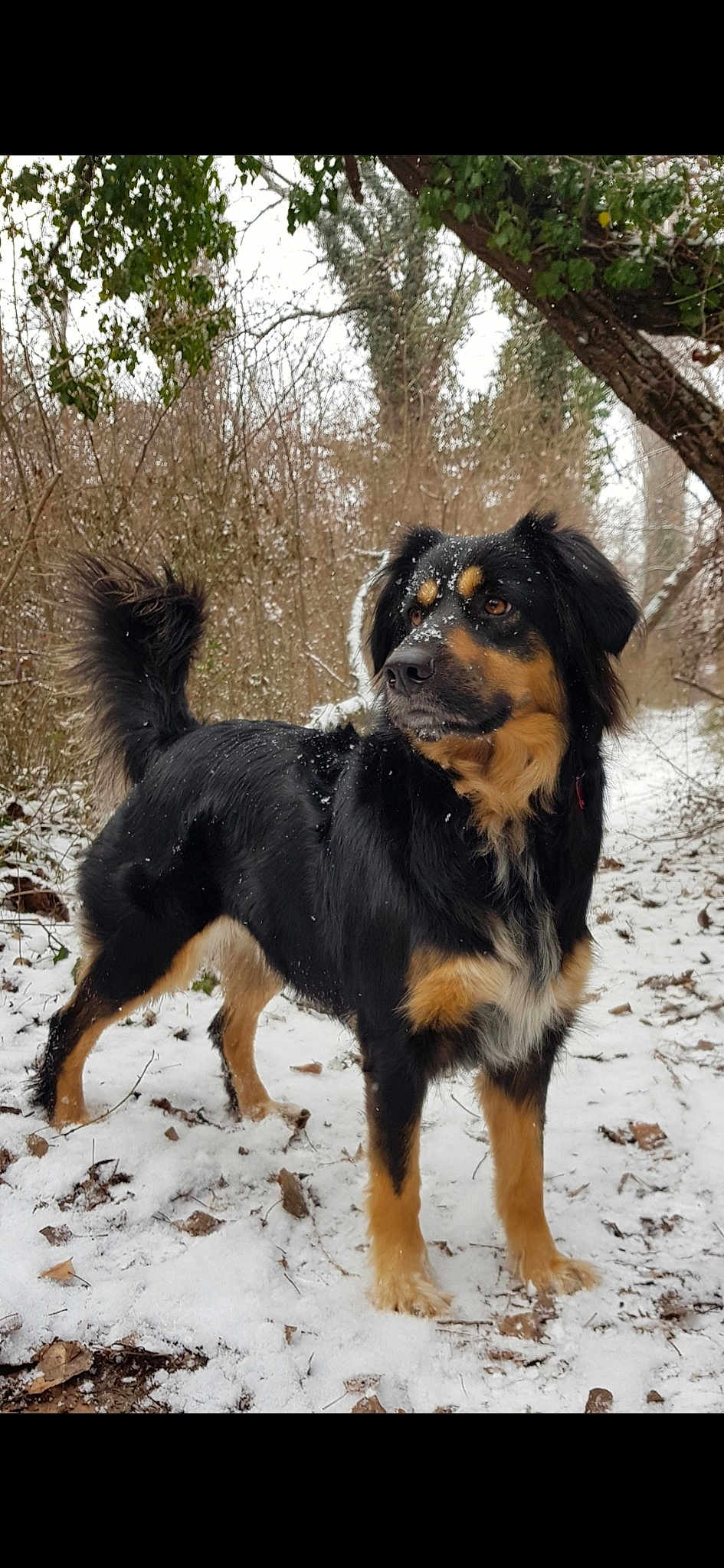 Lilou