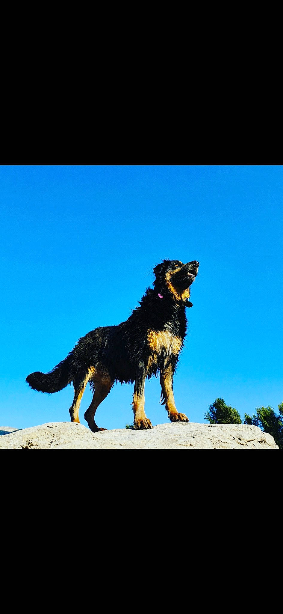 Lilou a rejoint le concours — aidez-le/la à gagner de superbes lots ! australian_shepherd, bernese_mountain_dog, bohemian_shepherd, canidae, carnivore, dog, dog_breed, english_shepherd, herding_dog, hovawart, mammal, sporting_group, vertebrate, working_dog